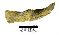cf. Acuminothyris sp