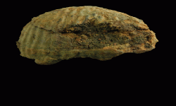 cf. Marginifera sp.
