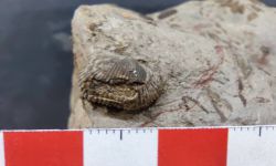 N/A (Brachiopod)