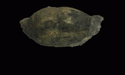 cf. Reticulatia sp.A