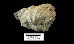 N/A (Brachiopod)