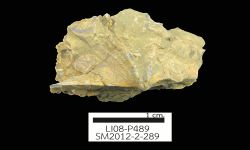 N/A (Brachiopod)