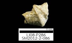 N/A (Brachiopod)