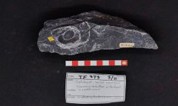 สกุล แอคติโนเซอรัส
