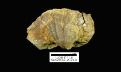 N/A (Brachiopod)