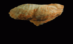 cf. Reticulatia sp.B