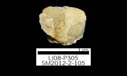 N/A (Brachiopod)