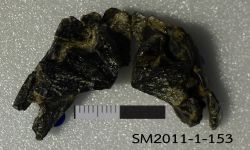 Ferganoceratodus martini