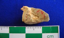 N/A (Brachiopod)