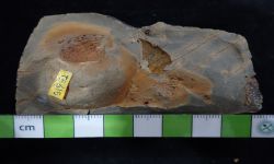 N/A (Brachiopod)