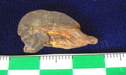 N/A (Brachiopod)