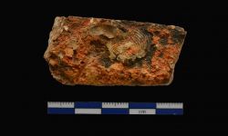 N/A (Brachiopod)