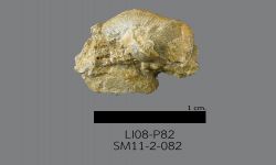 Chonetinella sp. B