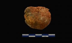 N/A (Brachiopod)