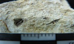 Alethopteris thailandica