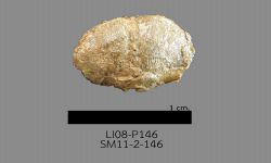 Chonetinella sp. B