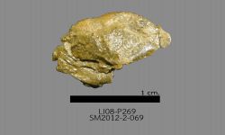 Chonetinella sp. B