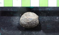 N/A (Brachiopod)