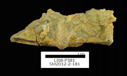 N/A (Brachiopod)