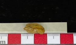 ?ยูรัซเทเนีย