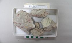 Gleiehenoides paliensis