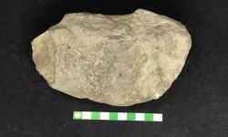 N/A (Brachiopod)