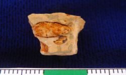 Chonetinella sp.