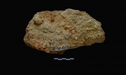 N/A (Brachiopod)