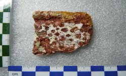 สยามโมซูคัส ภูพอกเอนซิส