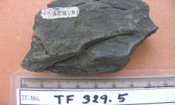 Taeniopteris hallei