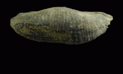 cf. Reticulatia sp.A