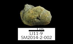 N/A (Brachiopod)
