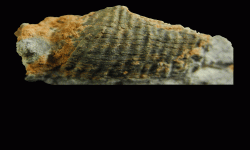 cf. Marginifera sp.