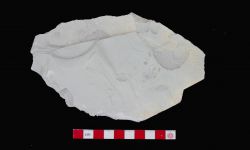 N/A (Brachiopod)