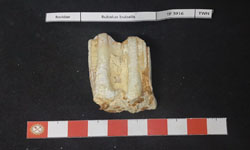 บูบาลัส อาร์นี