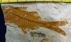 Parambassis paleosiamensis