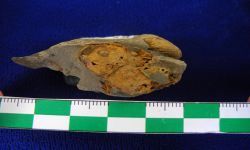 N/A (Brachiopod)