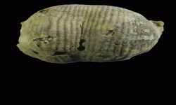 cf. Reticulatia sp.B