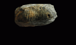 cf. Reticulatia sp.B