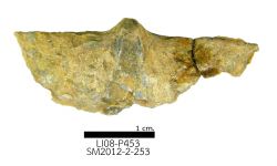 cf. Acuminothyris sp