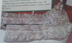 Sunosuchus thailandicus