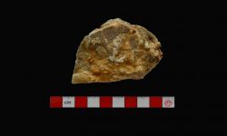 N/A (Brachiopod)