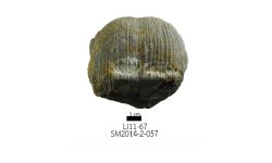 cf. Reticulatia sp.B