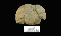 N/A (Brachiopod)