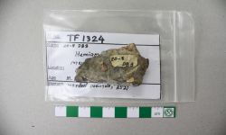 Hemigordius sp.
