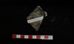 นีโอสไปริเฟอร์