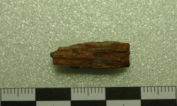 Siamamia naga