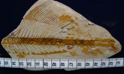 Cetopangasius chaetobranchus