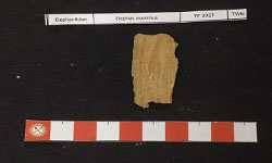 เอลิฟาส