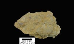 N/A (Brachiopod)